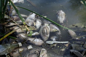 Contaminación del Río Pesquería.